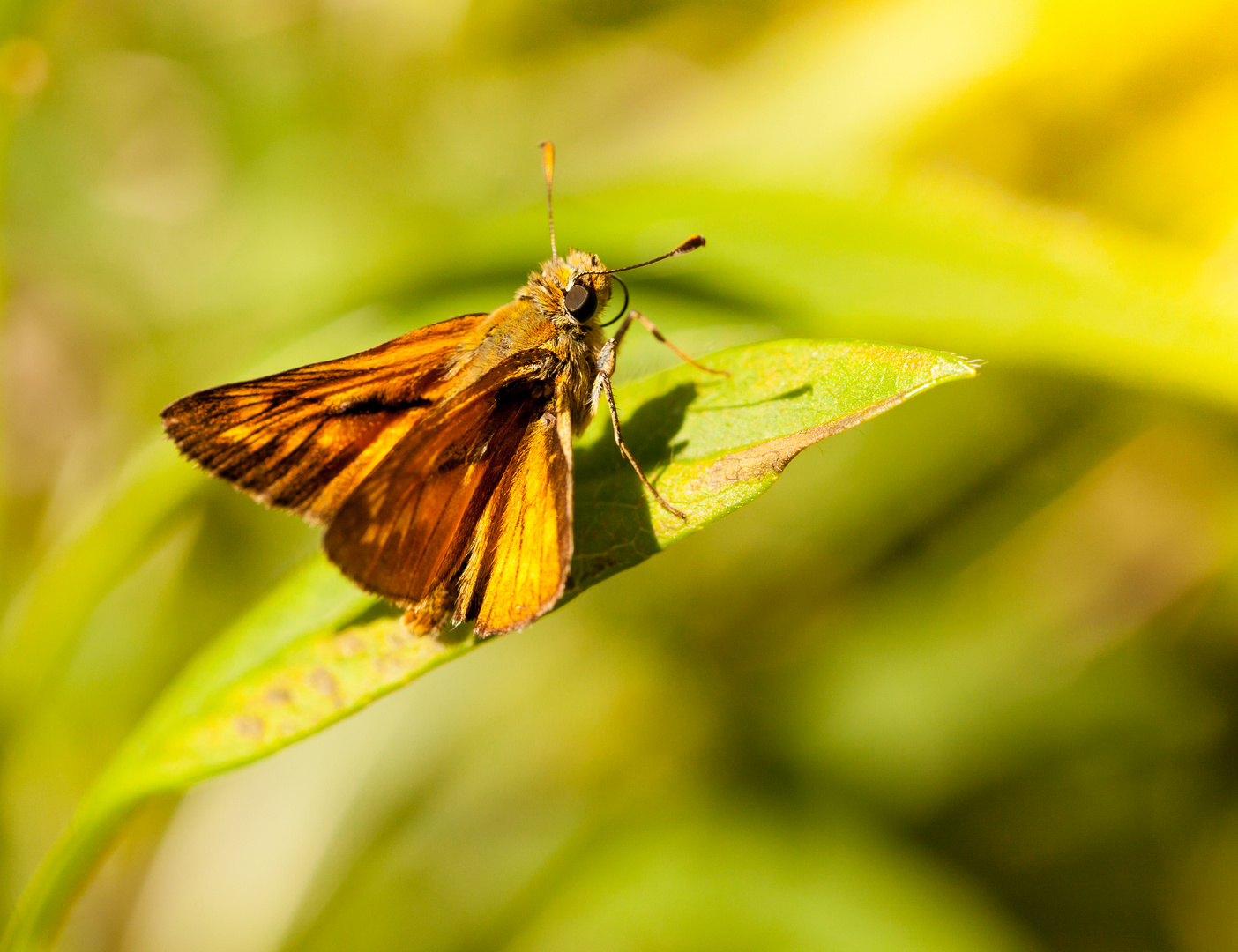 sylvaine non pas ma soeur le papillon