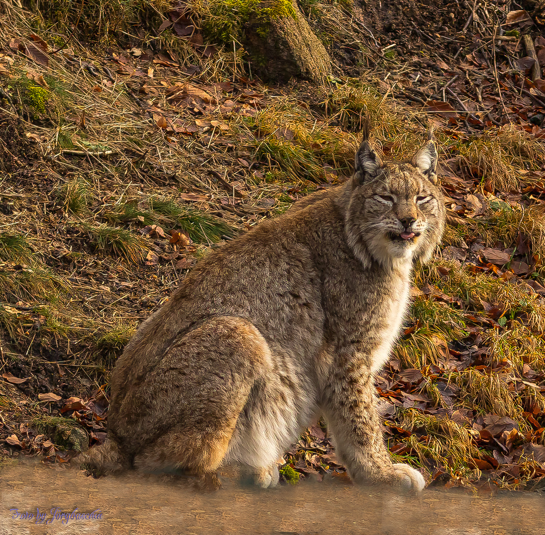 Sylvester am Luchsgehege Foto & Bild tiere, zoo, wildpark & falknerei