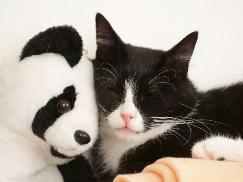 Sylvester mit seinem Teddy