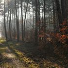 Sylvester – Wald – Licht