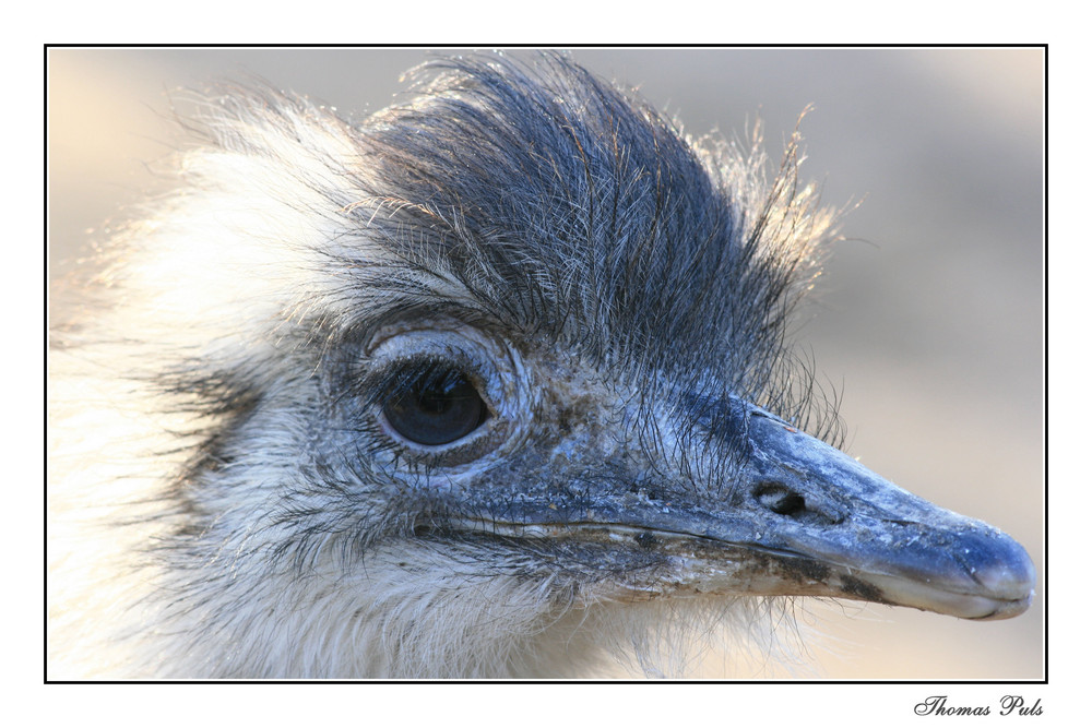 Sylvesteraufnahme Hagenbecks Tierpark