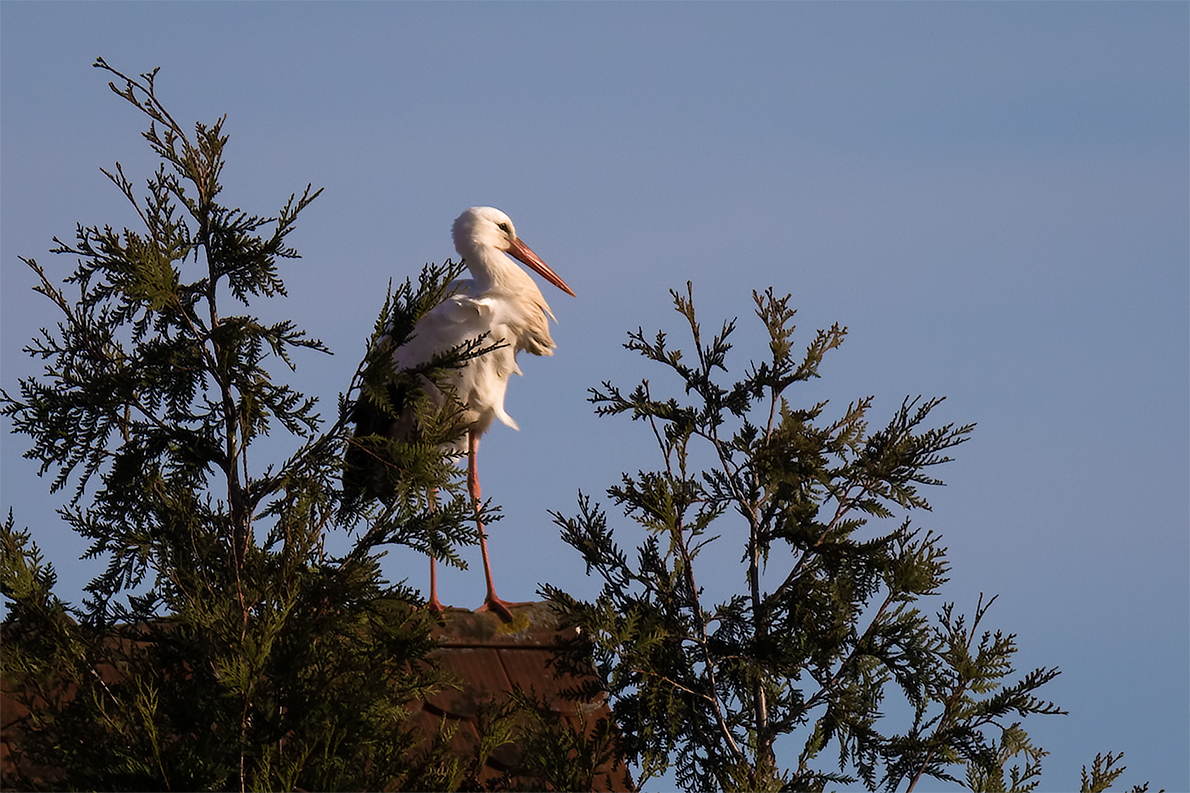 Sylvesterstorch ....