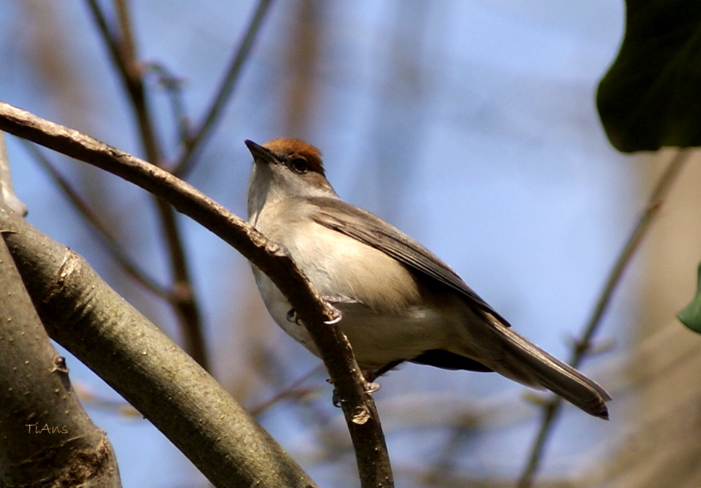 Sylvia atricapilla 2