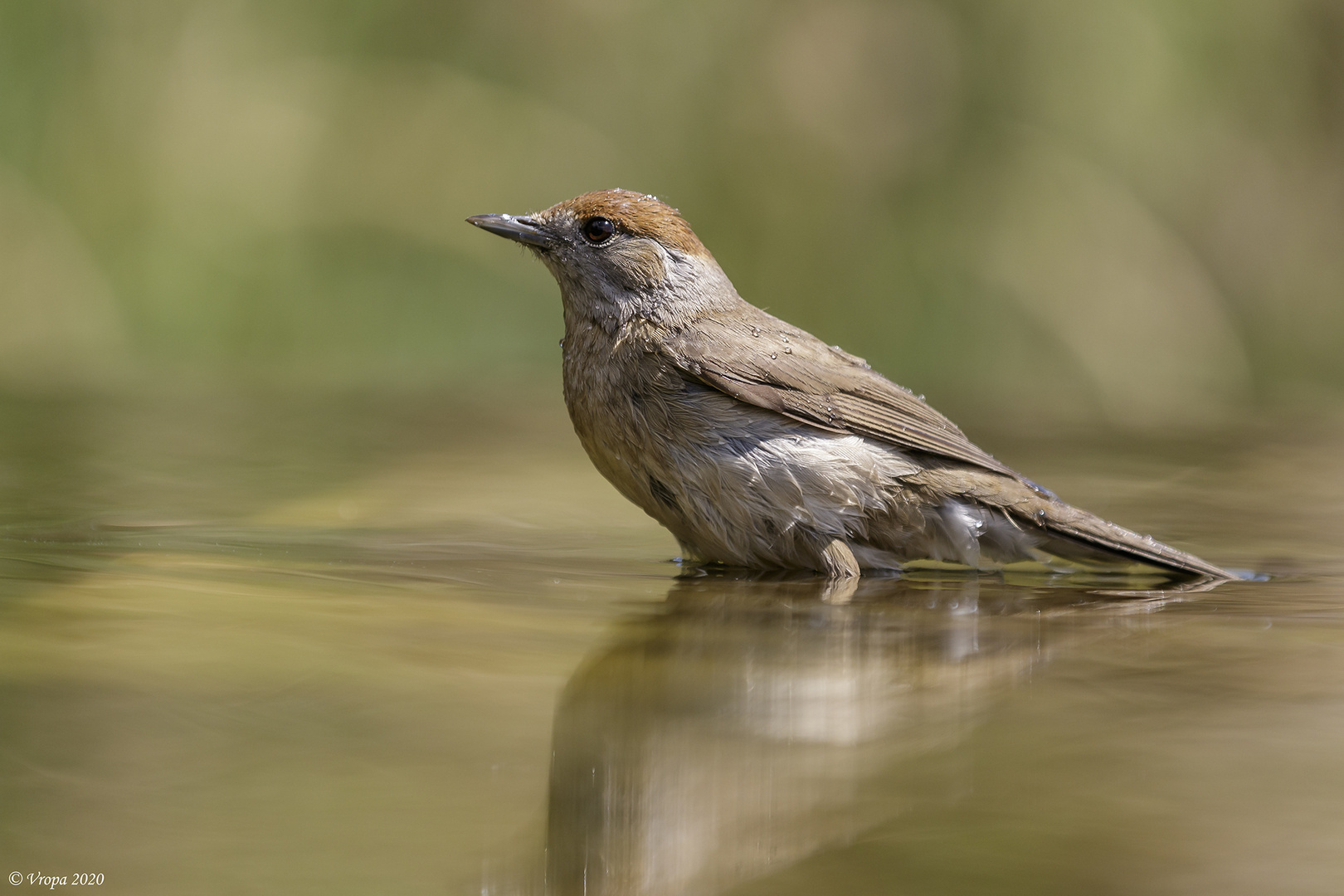 Sylvia atricapilla