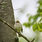 Sylvia atricapilla