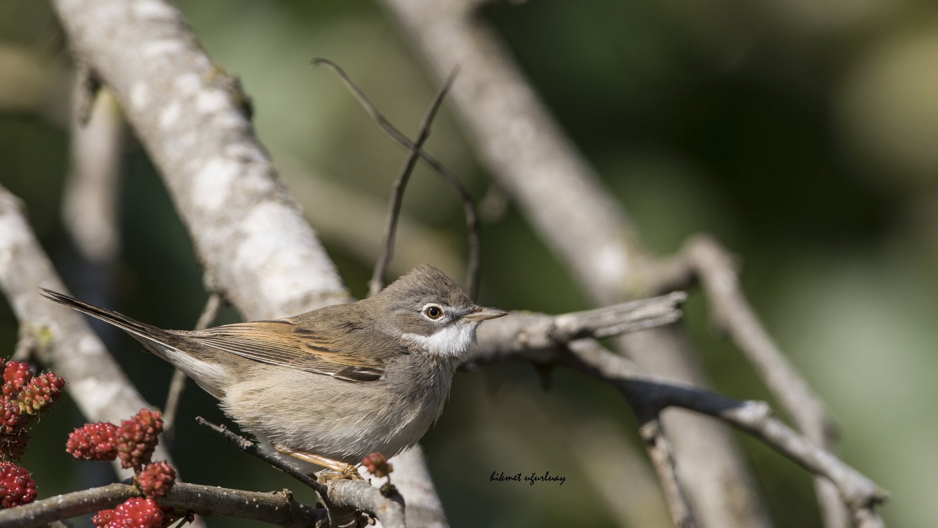 Sylvia communis/ Dorngrasmücke