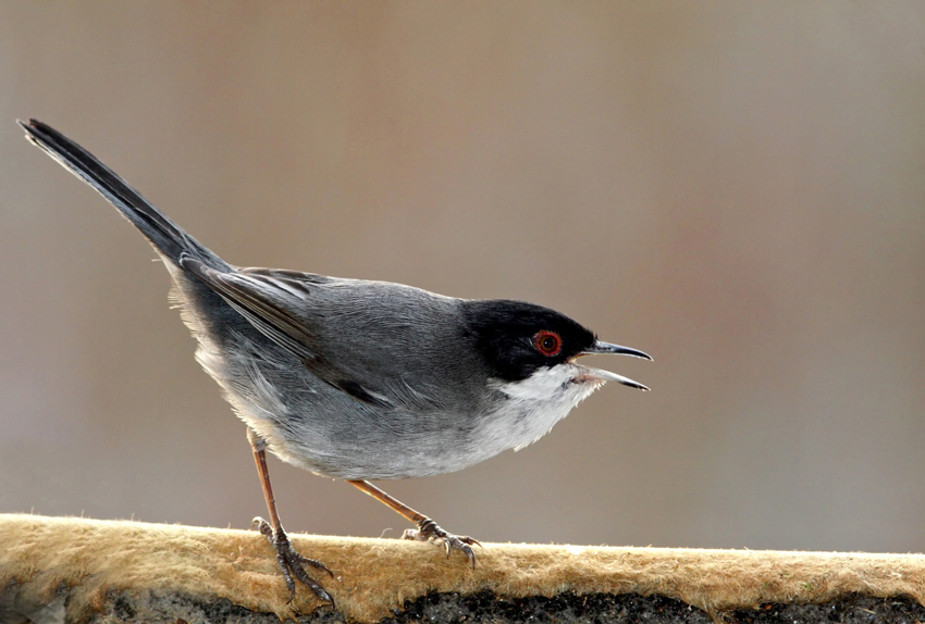 Sylvia melanocephala