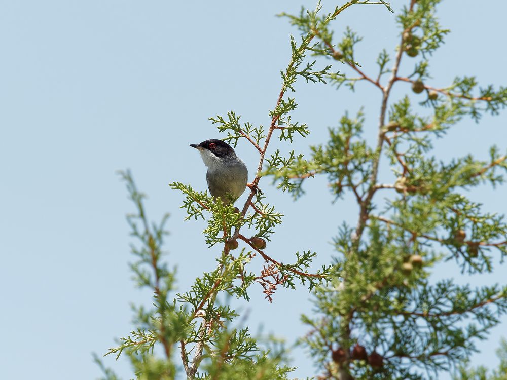 Sylvia melanocephala