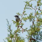 Sylvia melanocephala