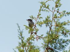 Sylvia melanocephala