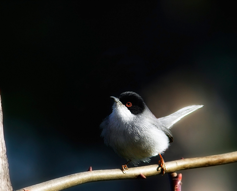 Sylvia melanocephala