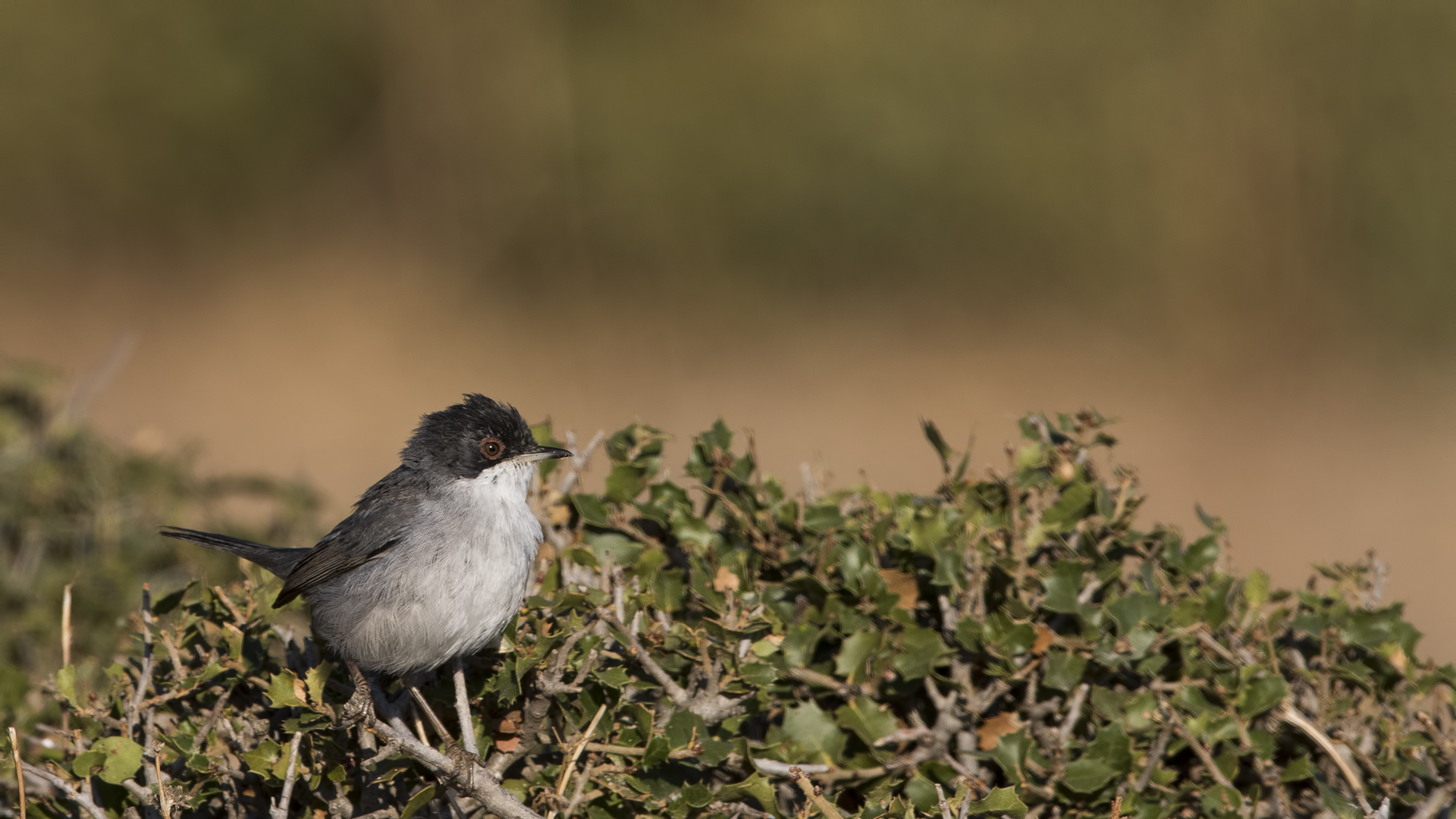 Sylvia melanocephala/ Samtkopf-Grasmücke