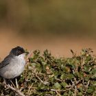 Sylvia melanocephala/ Samtkopf-Grasmücke