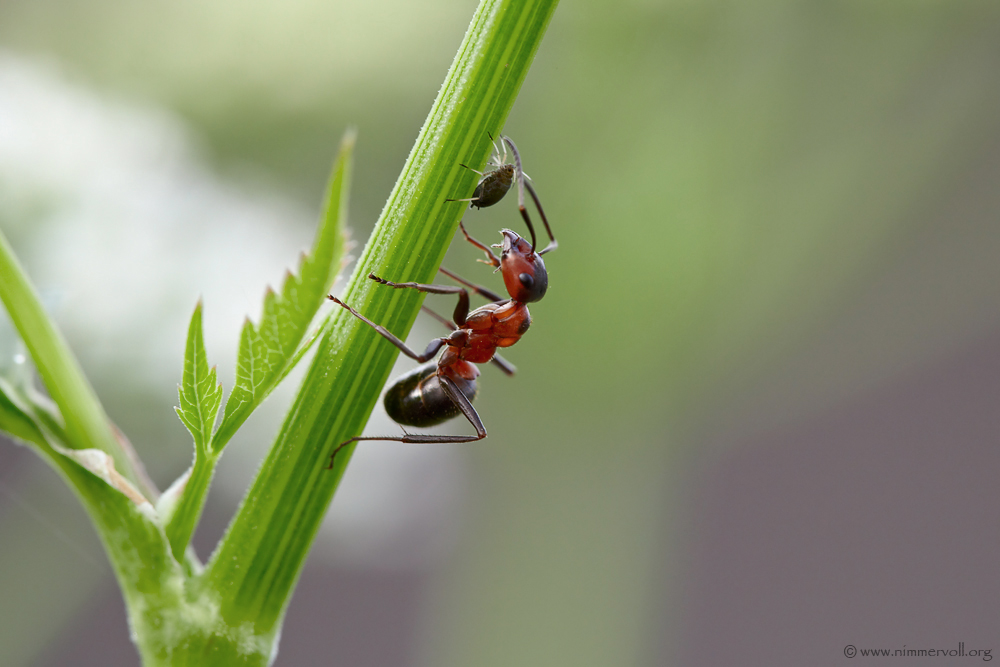 Symbiose Samenwerken in de Natuur ARTISMicropia