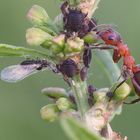 Symbiose - Ameise und Blattläuse