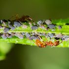 Symbiose: Ameisen und Blattläuse