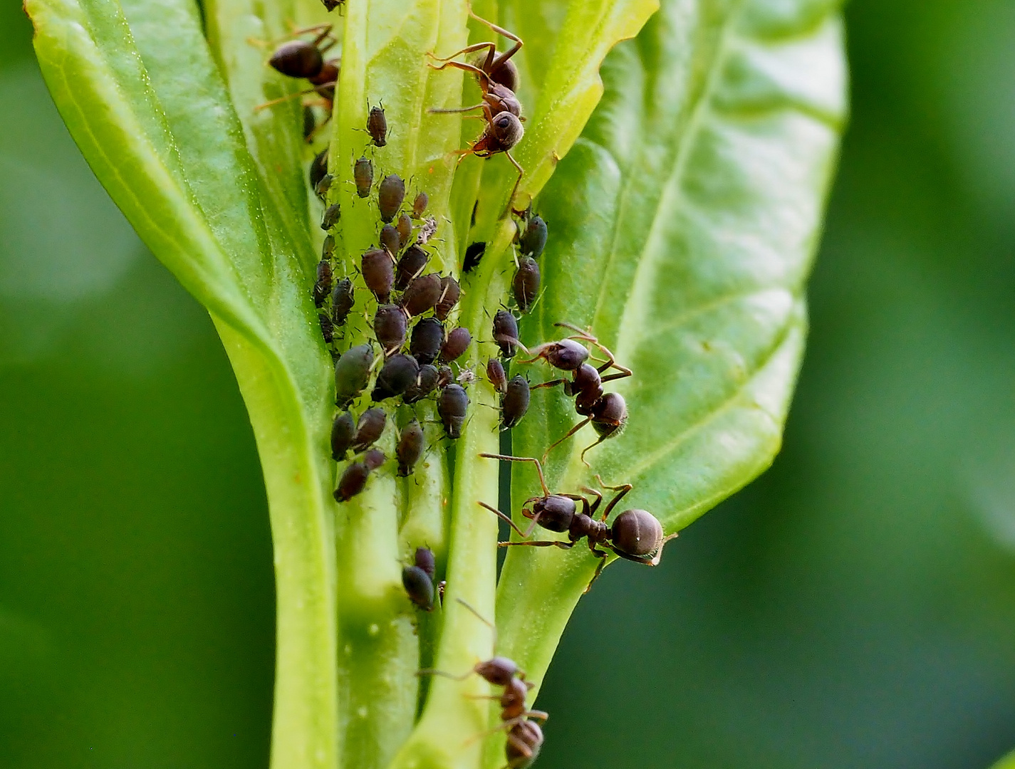Wat is een symbiose De natuur van hier