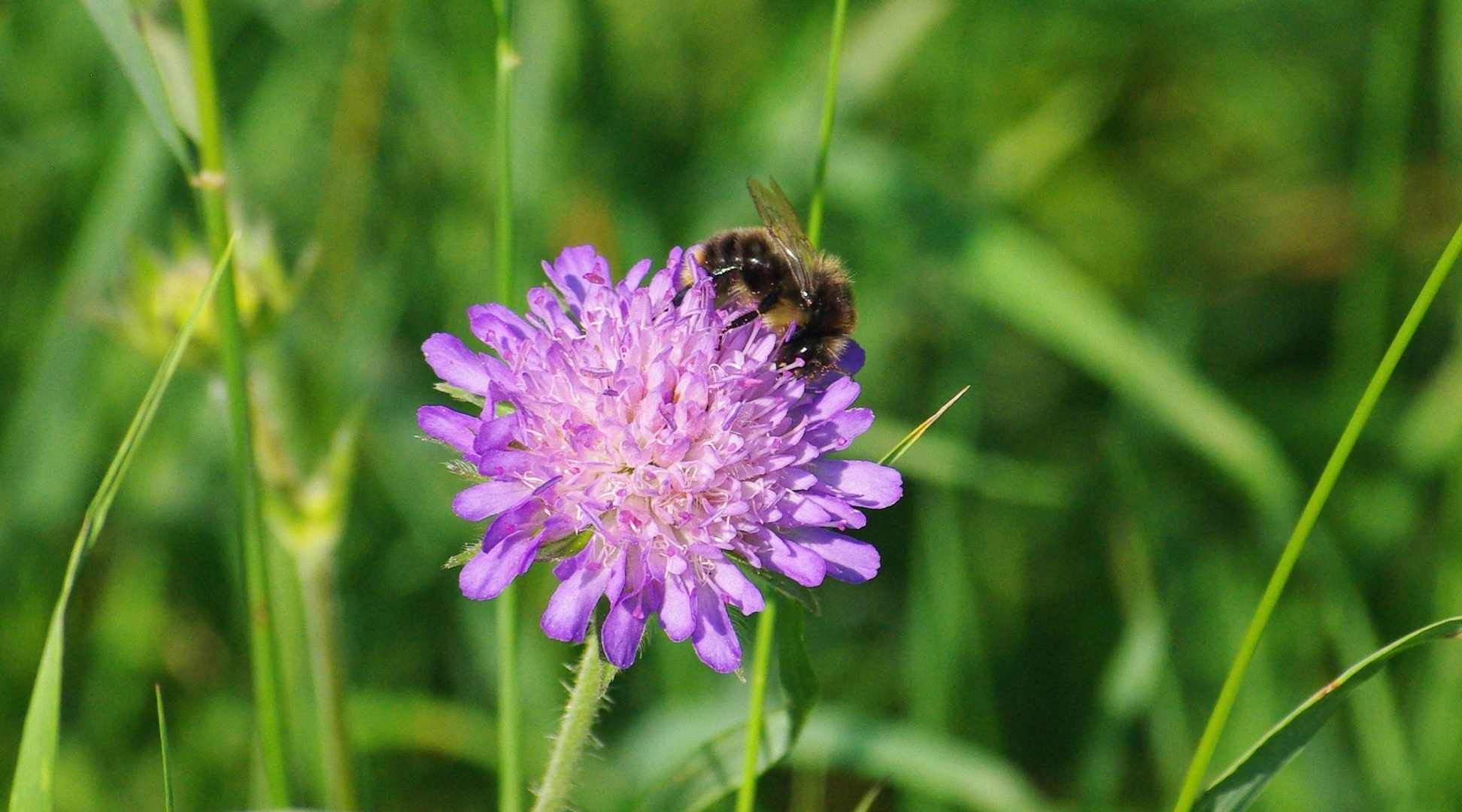 Symbiose der Natur