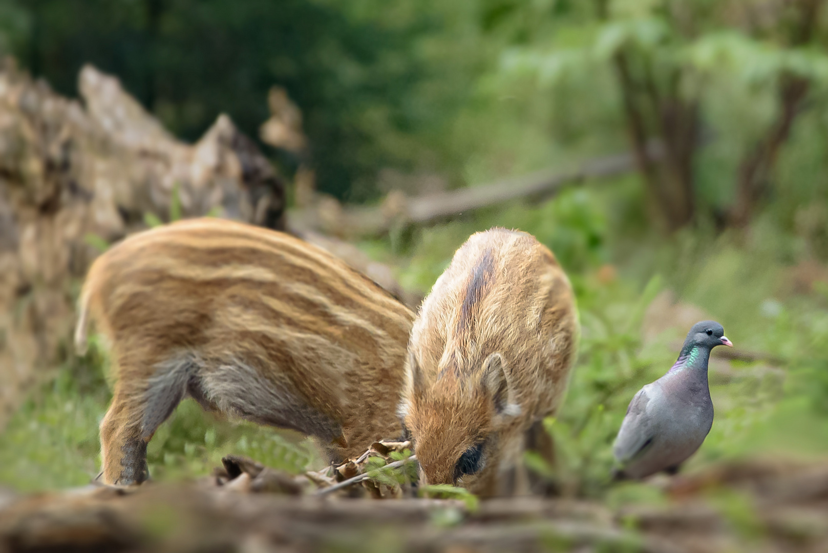 Symbiose im Wald Foto & Bild | tiere, wildlife, wild lebende vögel ...