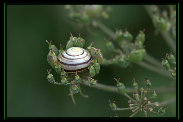 Symbiose oder Gefangenschaft?