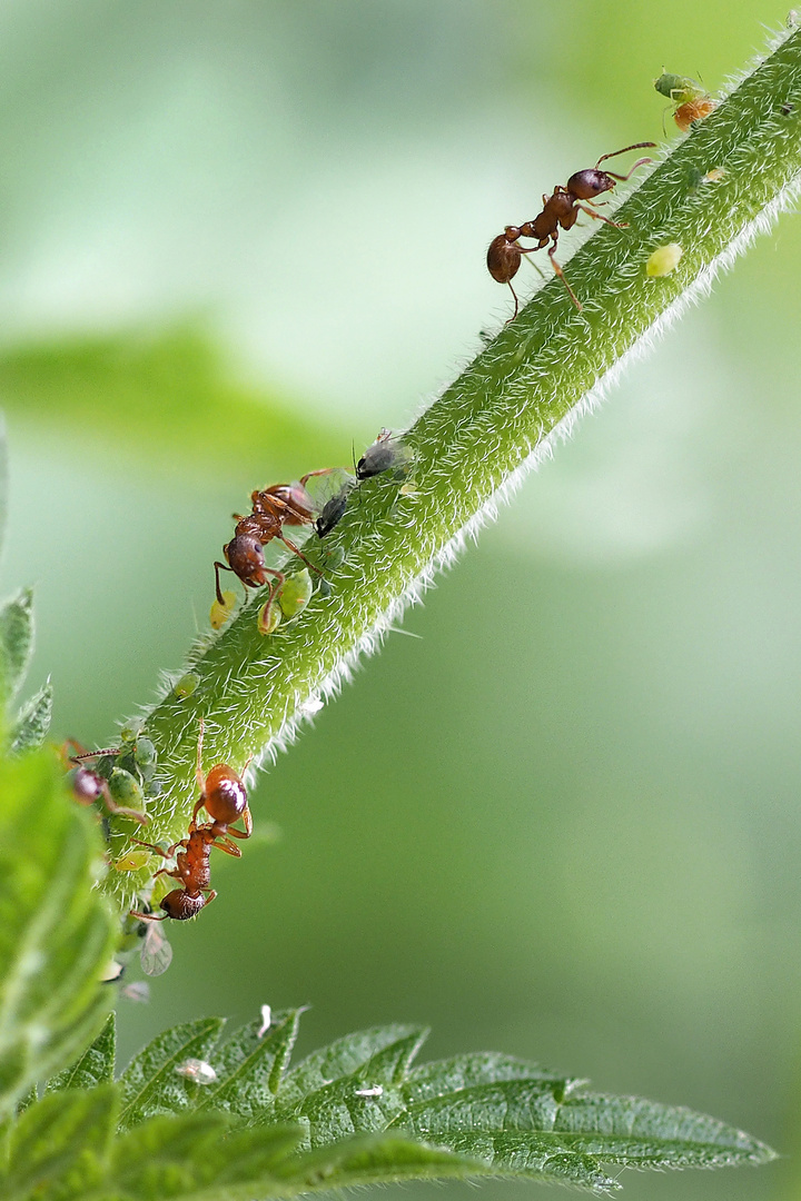 Symbiose von Ameisen und Blattläusen