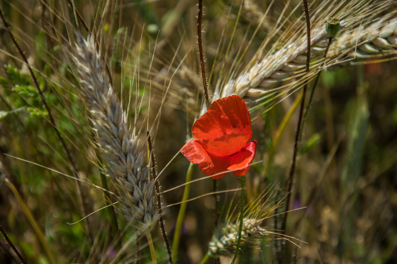 Symbiose von Mohn und Getreide