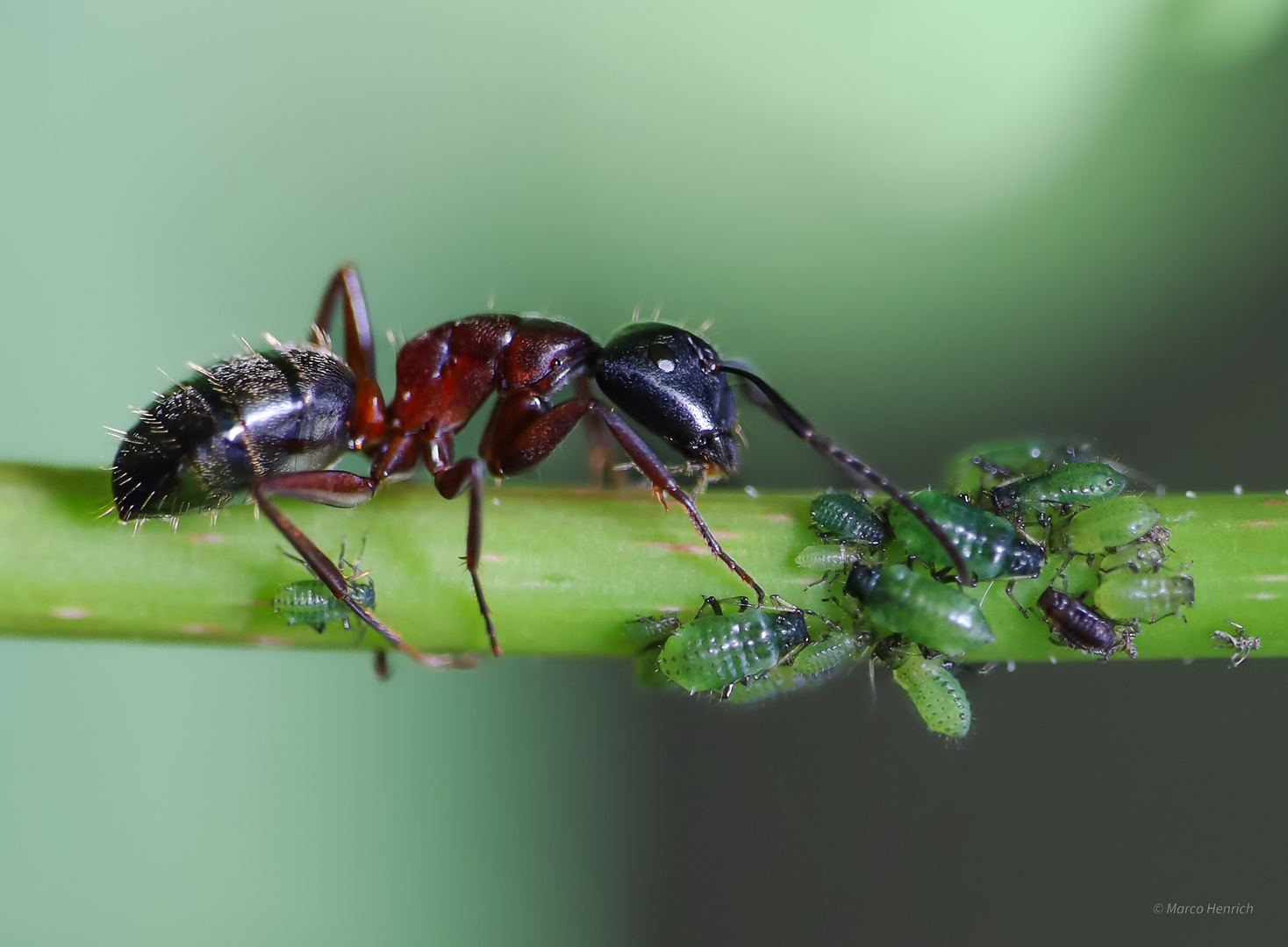 Symbiose von Rossameisen und Blattläusen 3