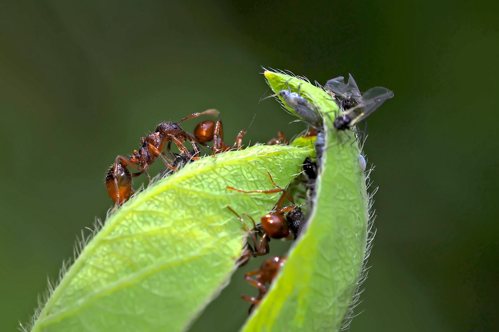 Symbiose zwischen Ameisen und Läusen ...