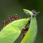 Symbiose zwischen Ameisen und Läusen ...