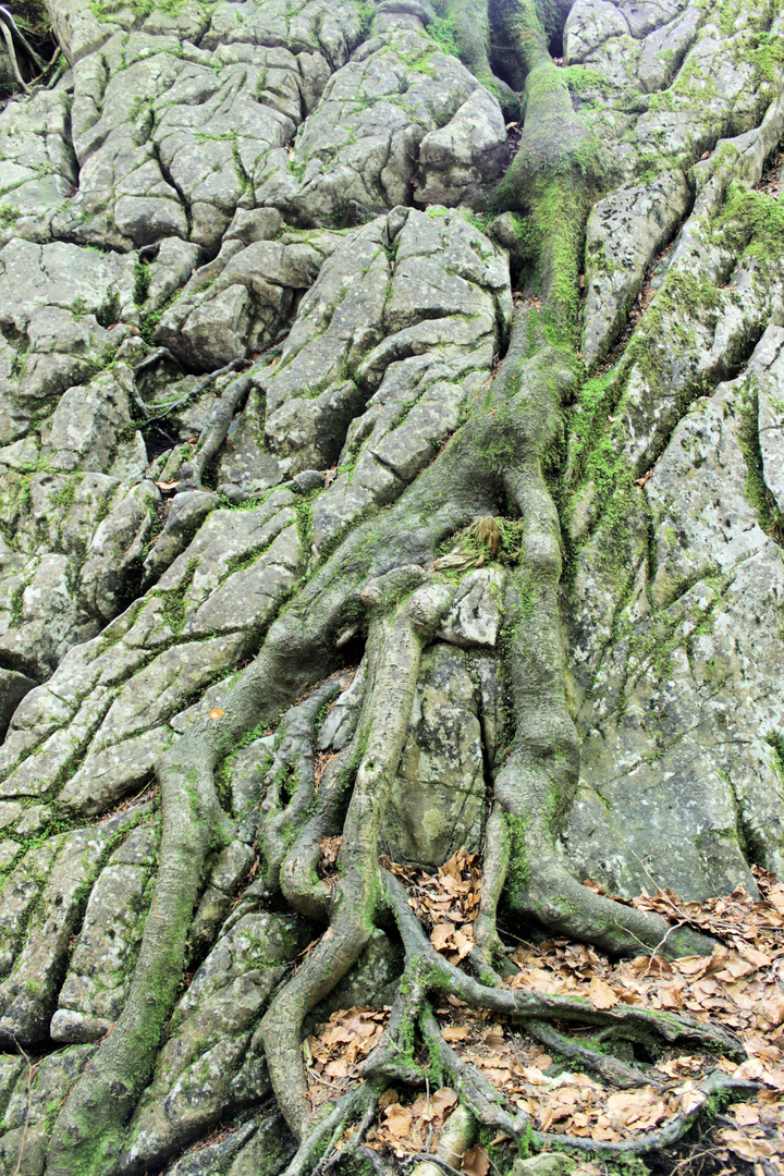 Symbiose zwischen Baum und Fels