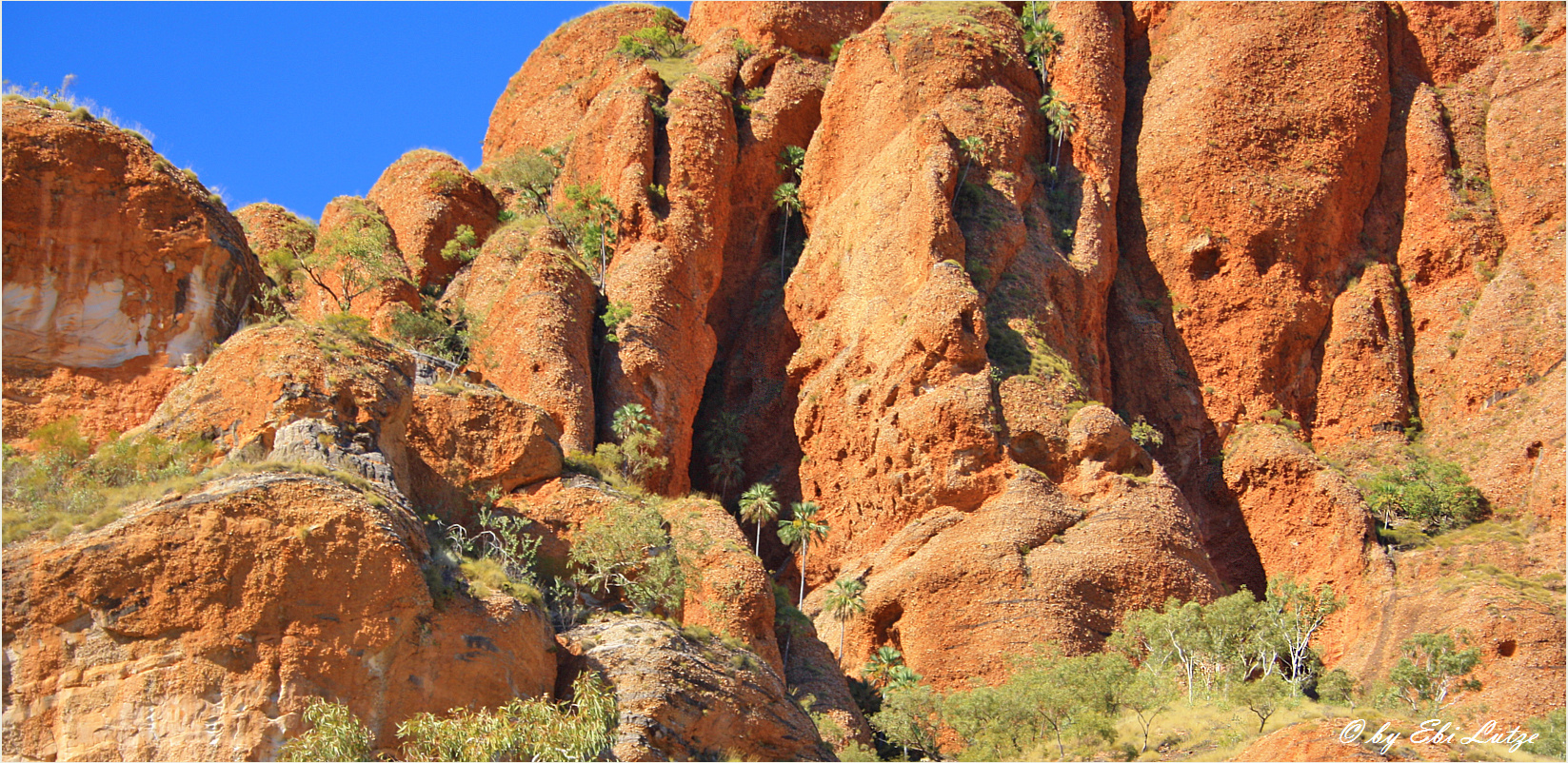 ** Symbiosis of Plants and Rocks **