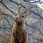 Symbol des NP Gran Paradiso