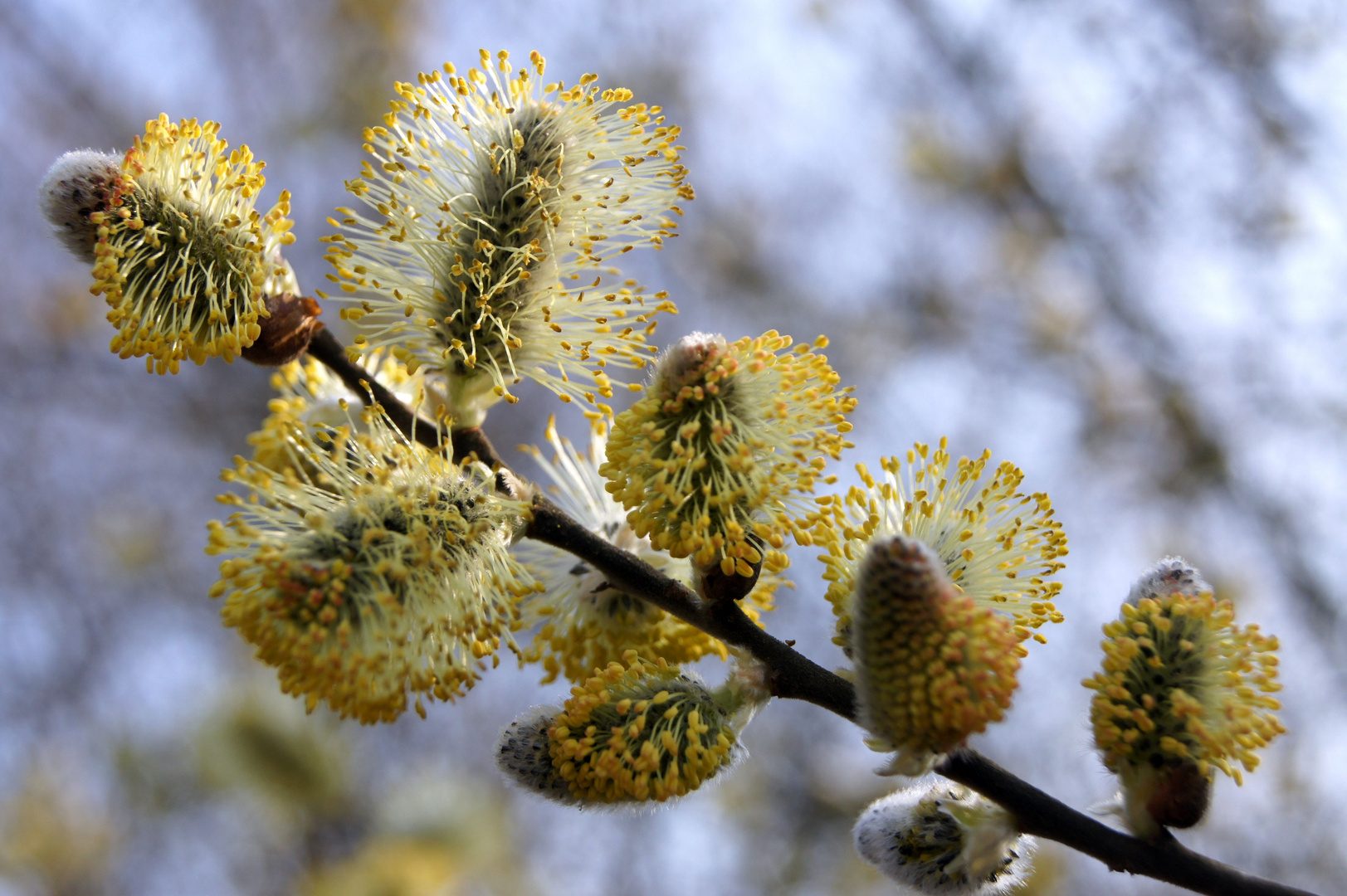 Symbol Frühling