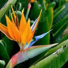 Symbol Madera, die Strelitzia