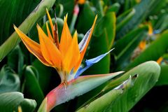 Symbol Madera, die Strelitzia