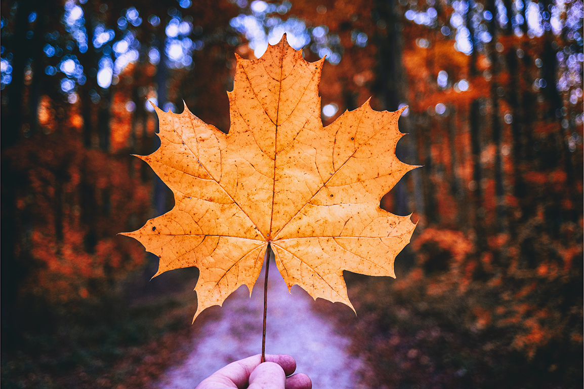 Symbol of autumn.