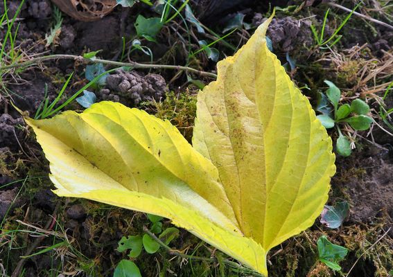 Symbole d’automne…