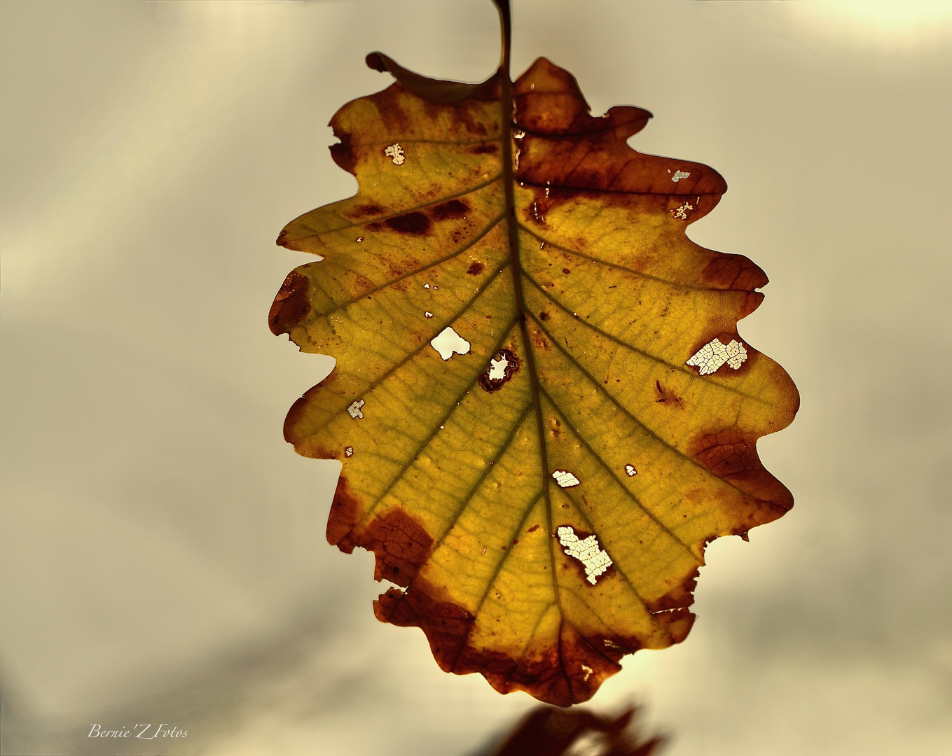 Symbole de l'automne