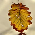 Symbole de l'automne