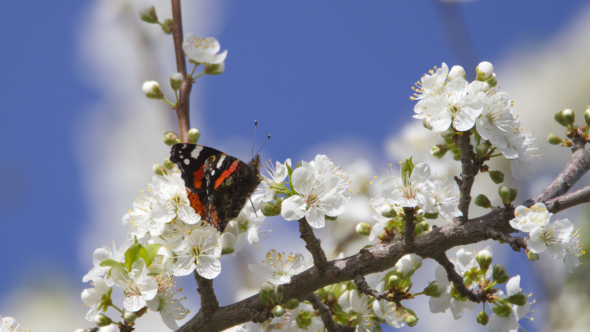 symbole du printemps