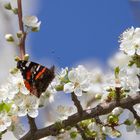 symbole du printemps