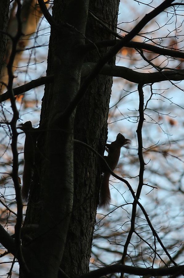 Symetrie im Wald??