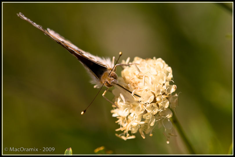 Symétrie naturelle