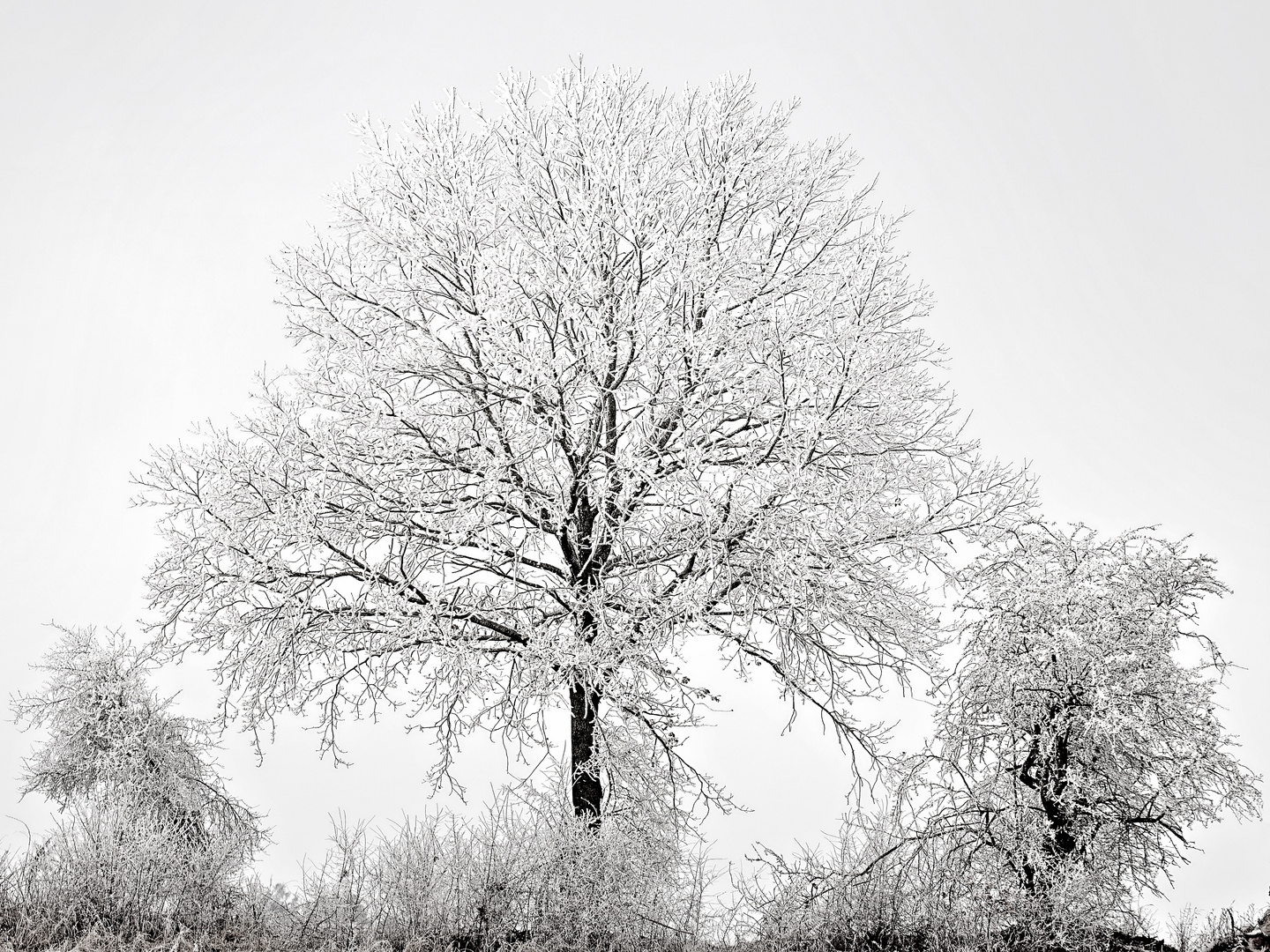 Symme-tree in ice