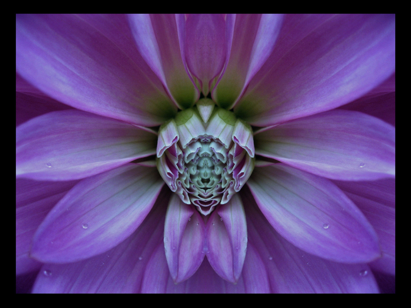 symmetric flower