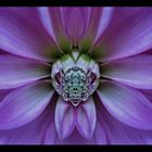 symmetric flower