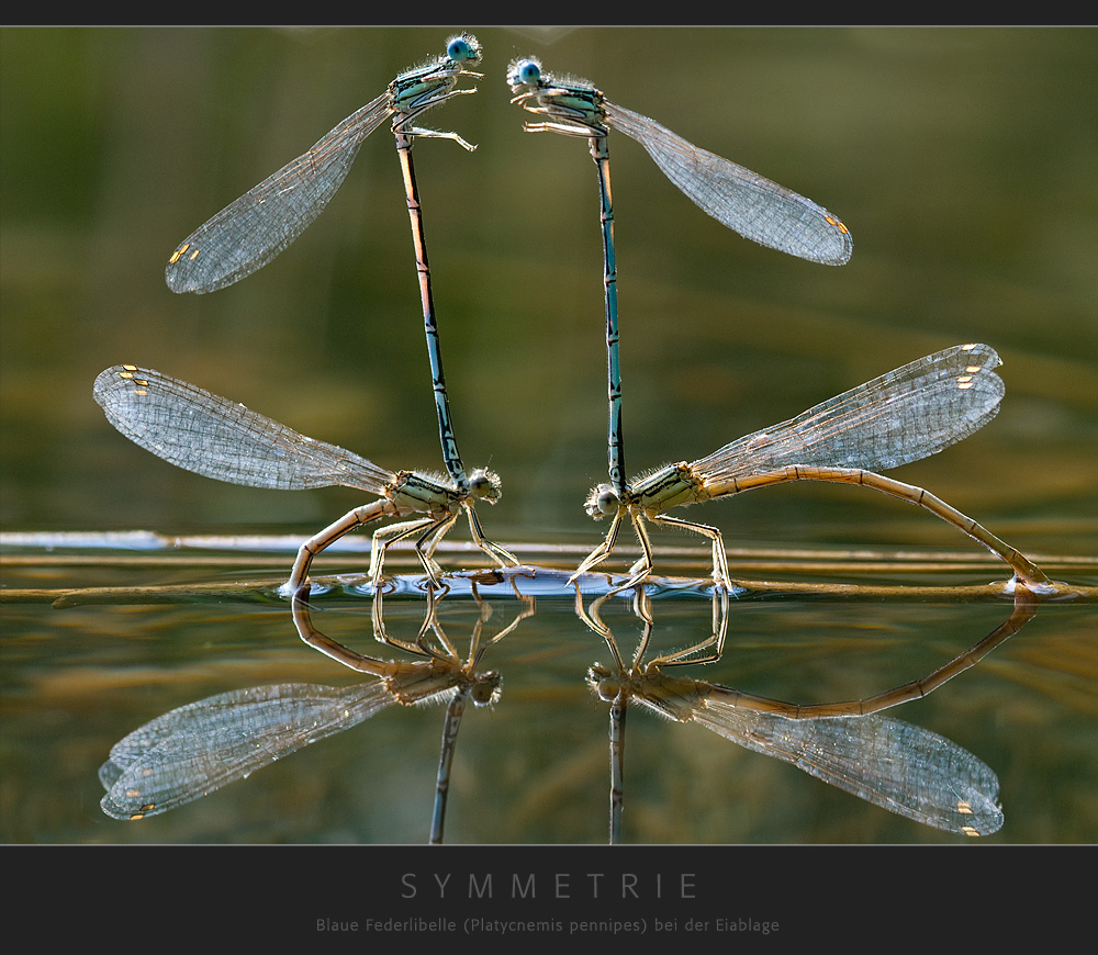 SYMMETRIE