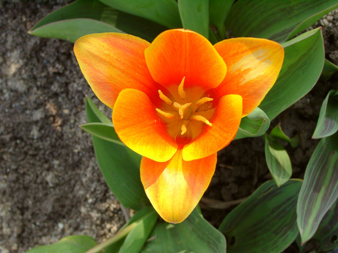 Symmetrie Foto & Bild pflanzen, pilze & flechten, pflanzen, natur