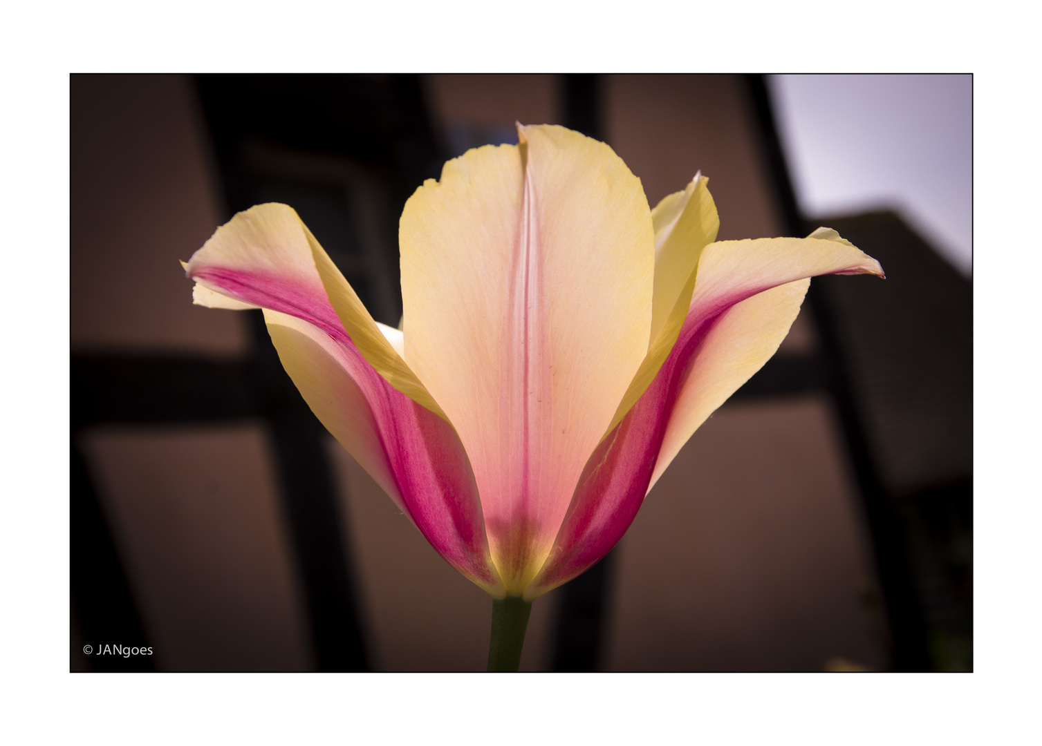 Symmetrie der Natur - Tulpe VI