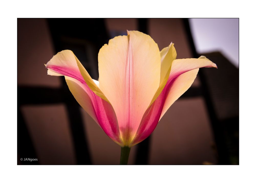 Symmetrie der Natur - Tulpe VI